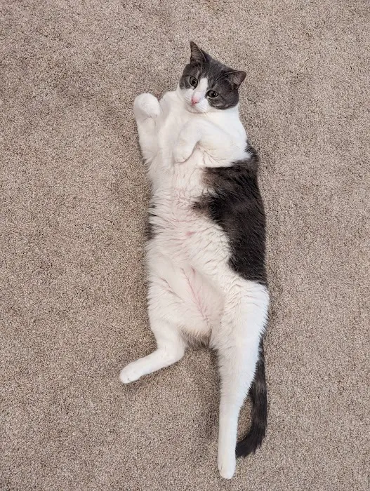 Banfield Pet Hospital Picture 8