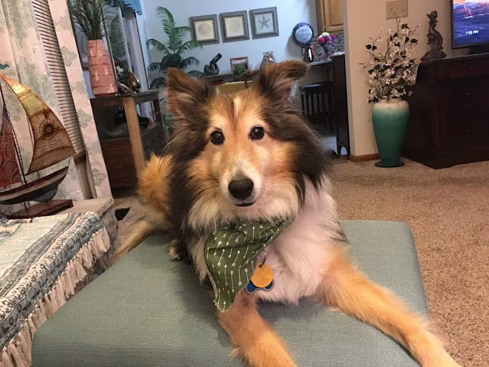 Ridgeview Animal Hospital Picture 1