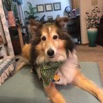 Ridgeview Animal Hospital