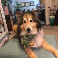 Ridgeview Animal Hospital ico