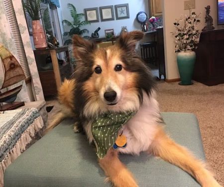 Ridgeview Animal Hospital