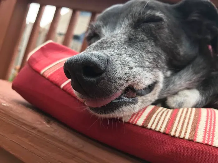 Ridgeview Animal Hospital Picture 4