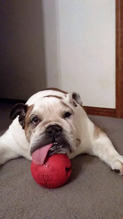 Ridgeview Animal Hospital Picture 5