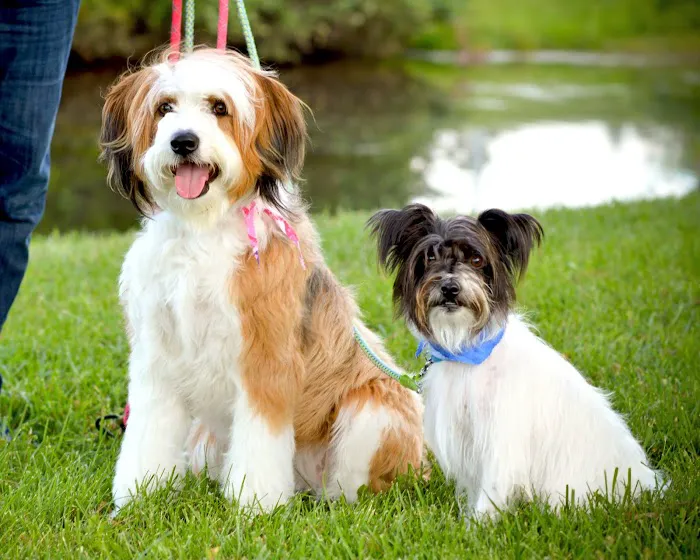 Ridgeview Animal Hospital Picture 3