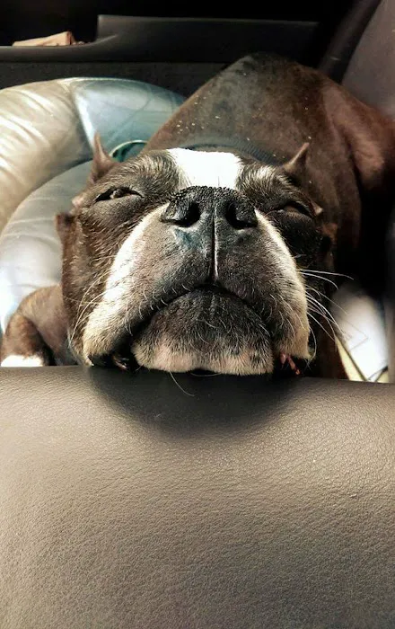 Ridgeview Animal Hospital Picture 10