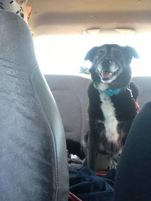 Ridgeview Animal Hospital Picture 6