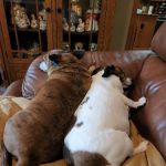 Marketplace Animal Hospital