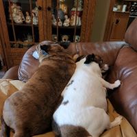 Marketplace Animal Hospital ico