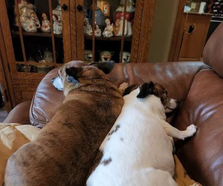 Marketplace Animal Hospital