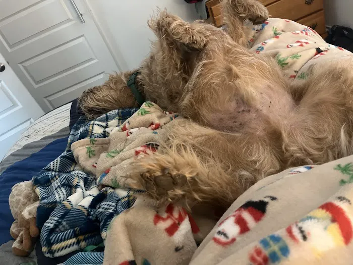 Marketplace Animal Hospital Picture 3