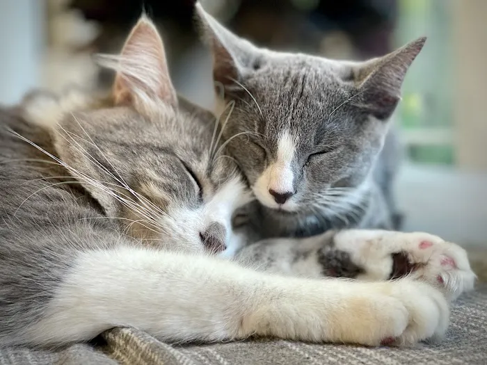 Marketplace Animal Hospital Picture 5