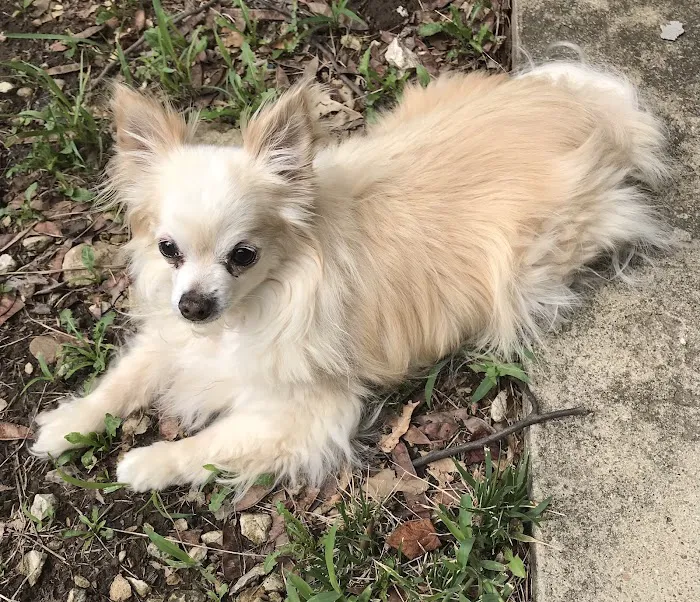 Marketplace Animal Hospital Picture 10