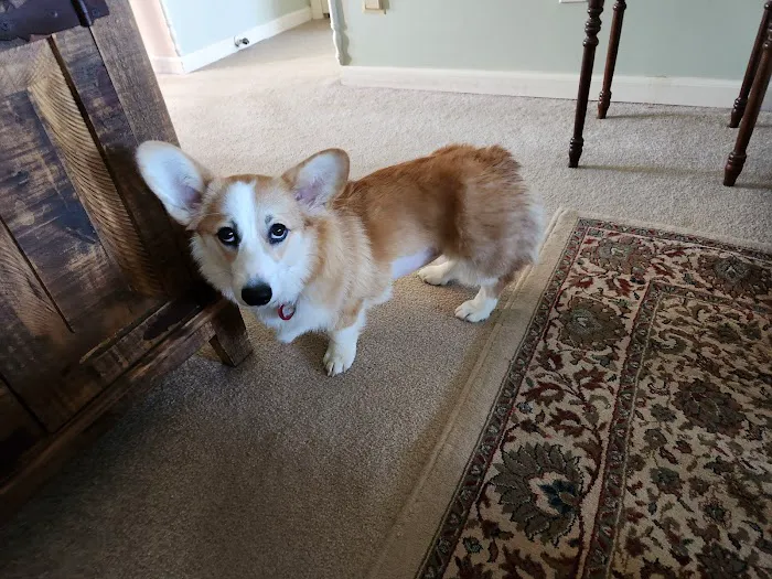 BluePearl Pet Hospital Picture 2