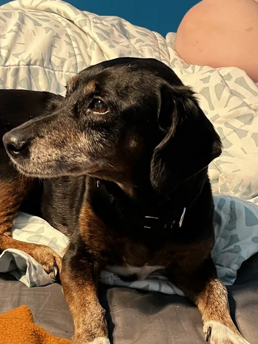 BluePearl Pet Hospital Picture 1