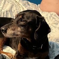 BluePearl Pet Hospital ico