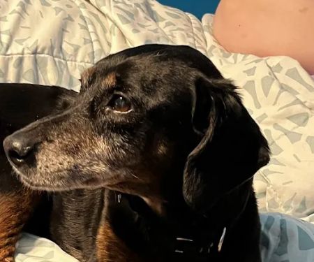 BluePearl Pet Hospital