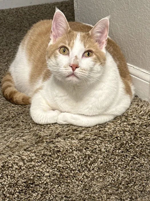 BluePearl Pet Hospital Picture 6