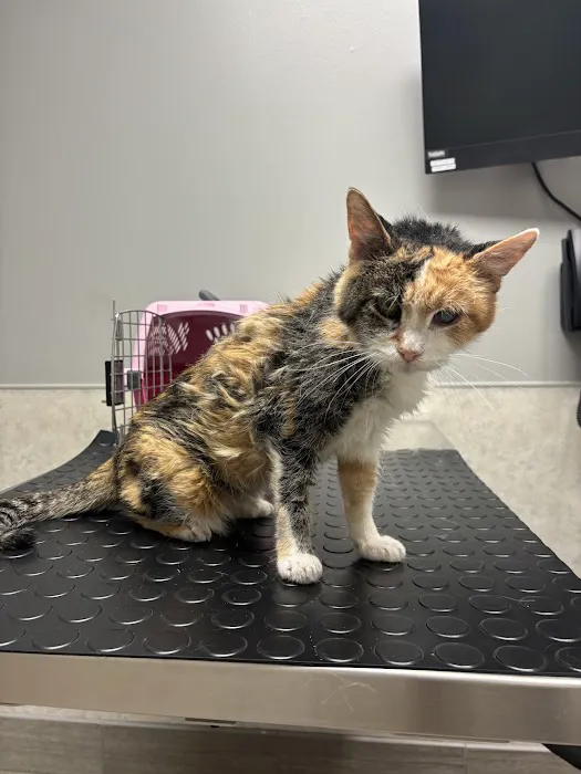 BluePearl Pet Hospital Picture 4