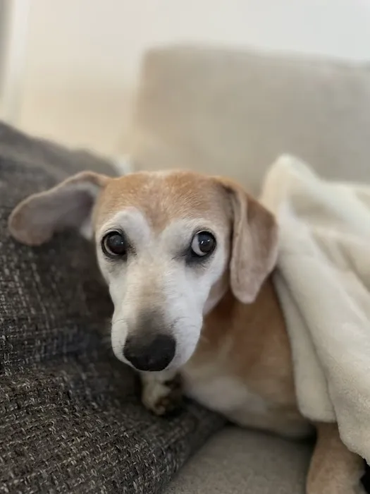 BluePearl Pet Hospital Picture 3