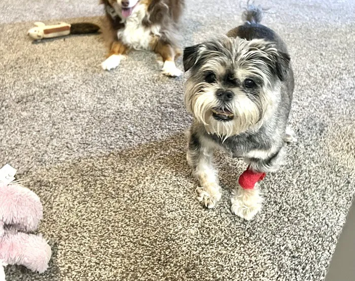 BluePearl Pet Hospital Picture 8