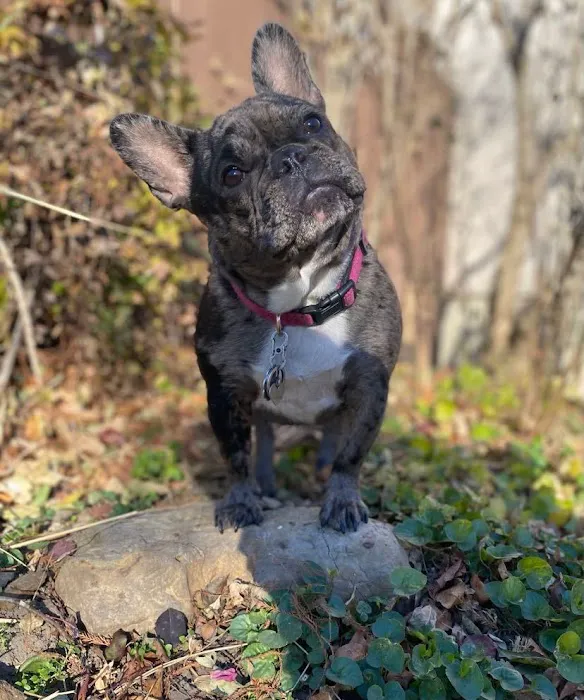 BluePearl Pet Hospital Picture 9