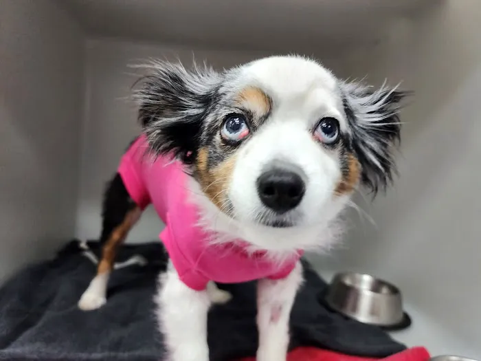 BluePearl Pet Hospital Picture 10