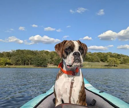 Olathe West Veterinary Care