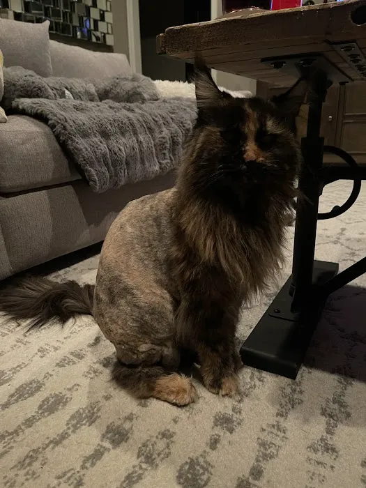 Olathe West Veterinary Care Picture 6