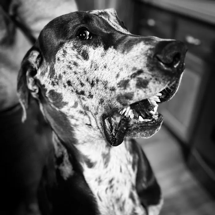 Olathe West Veterinary Care Picture 2