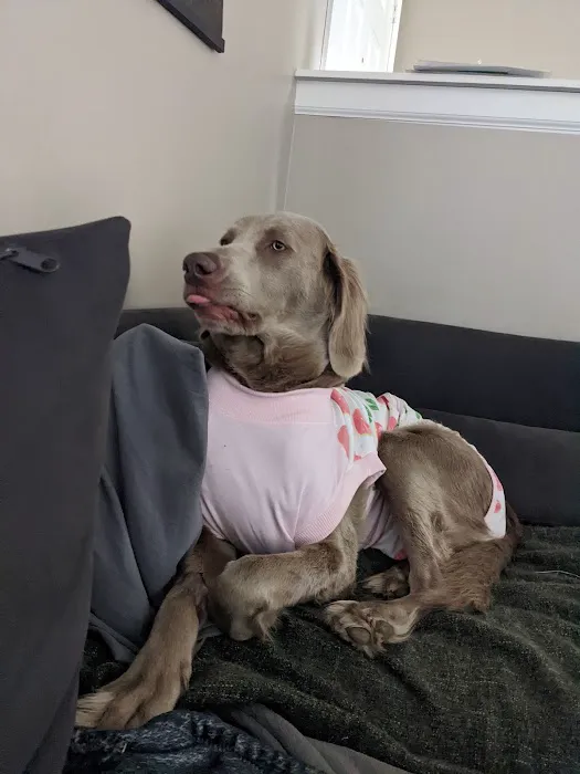 Olathe West Veterinary Care Picture 8