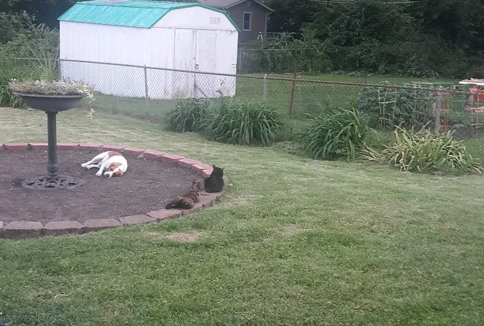 Olathe West Veterinary Care Picture 10