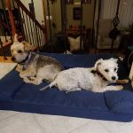 Dr. Todd Knappenberger