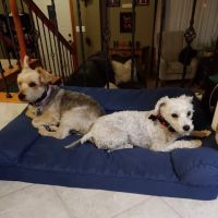 Dr. Todd Knappenberger ico