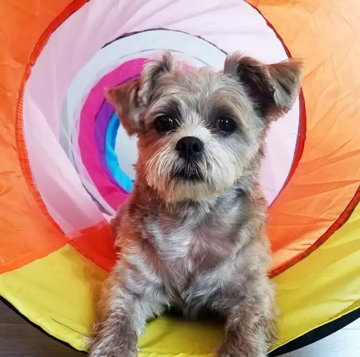 Advanced Veterinary Care of Olathe Picture 1