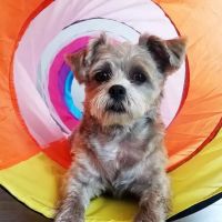 Advanced Veterinary Care of Olathe ico