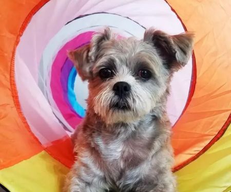 Advanced Veterinary Care of Olathe