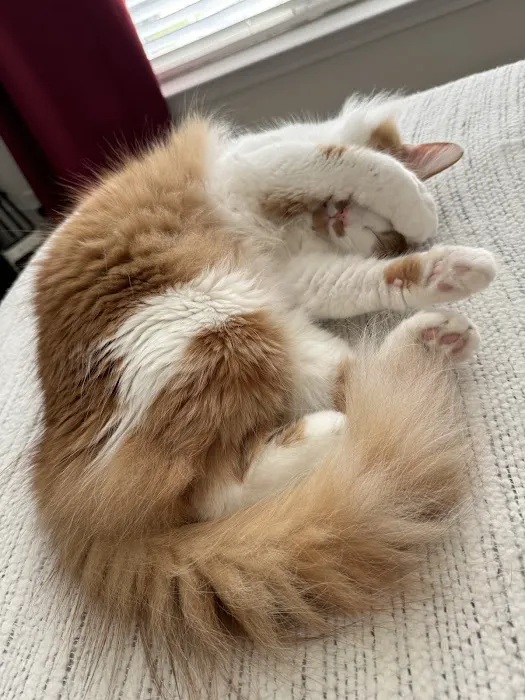 Advanced Veterinary Care of Olathe Picture 3