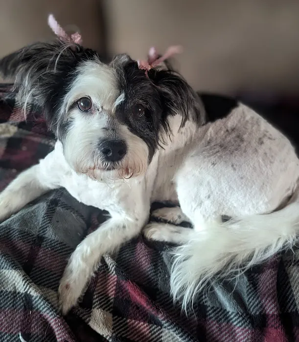 Advanced Veterinary Care of Olathe Picture 6