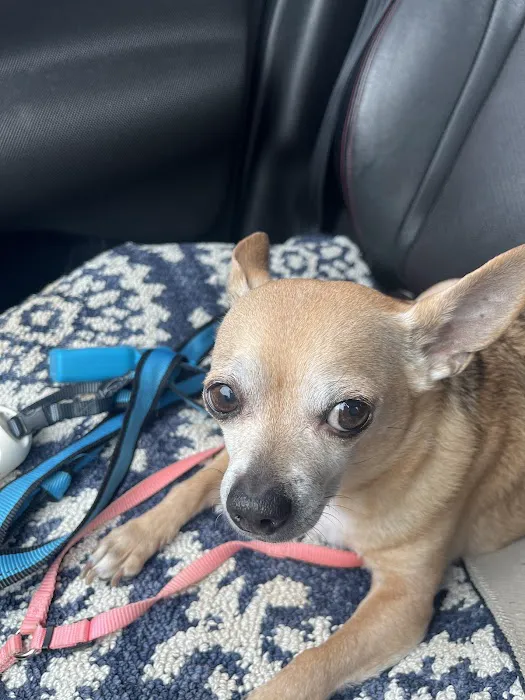 Advanced Veterinary Care of Olathe Picture 5