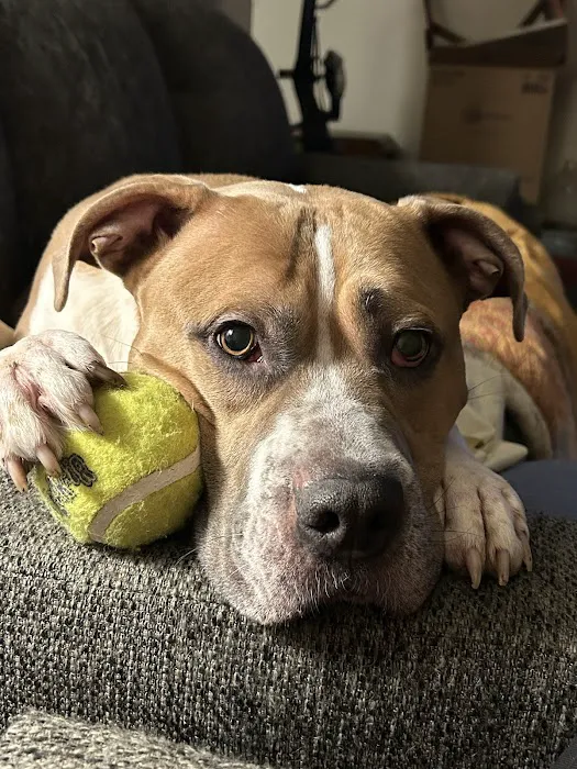 Advanced Veterinary Care of Olathe Picture 4