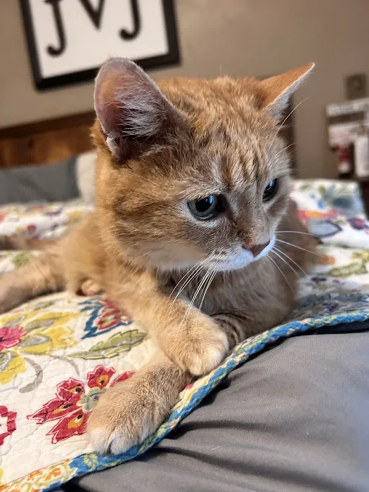 Advanced Veterinary Care of Olathe Picture 10