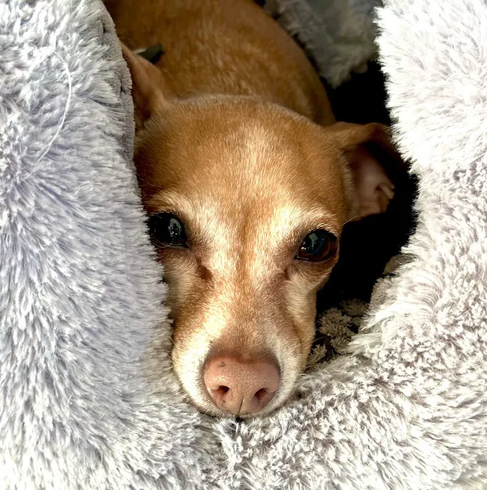 Advanced Veterinary Care of Olathe Picture 9