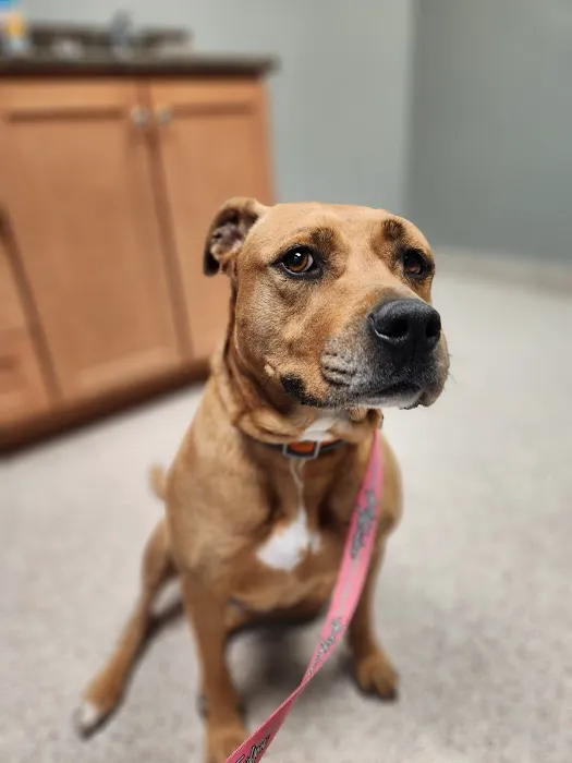 Stepping Stone Animal Hospital Picture 1