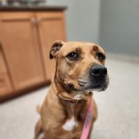 Stepping Stone Animal Hospital ico