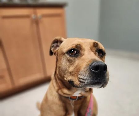 Stepping Stone Animal Hospital