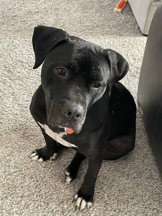 Stepping Stone Animal Hospital Picture 3