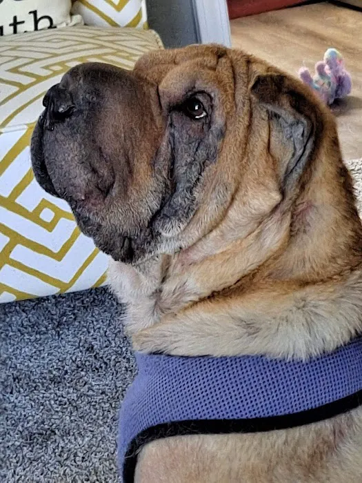 Stepping Stone Animal Hospital Picture 2