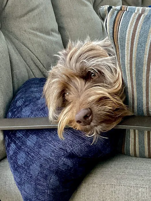 Stepping Stone Animal Hospital Picture 4