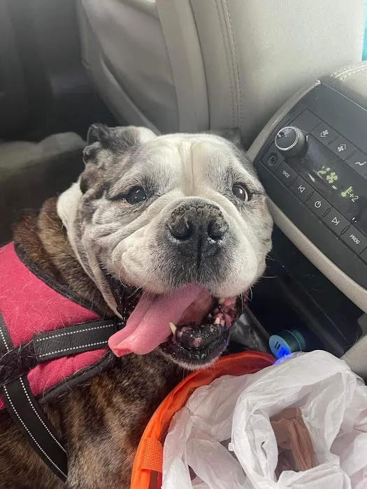 Stepping Stone Animal Hospital Picture 7