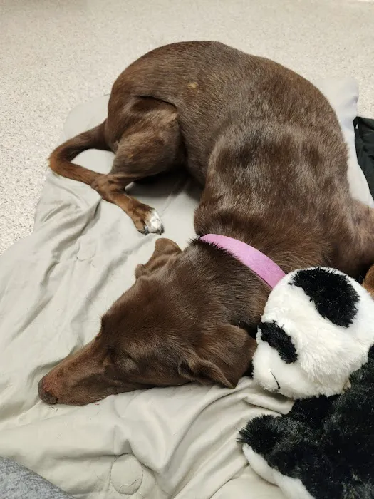 Stepping Stone Animal Hospital Picture 5